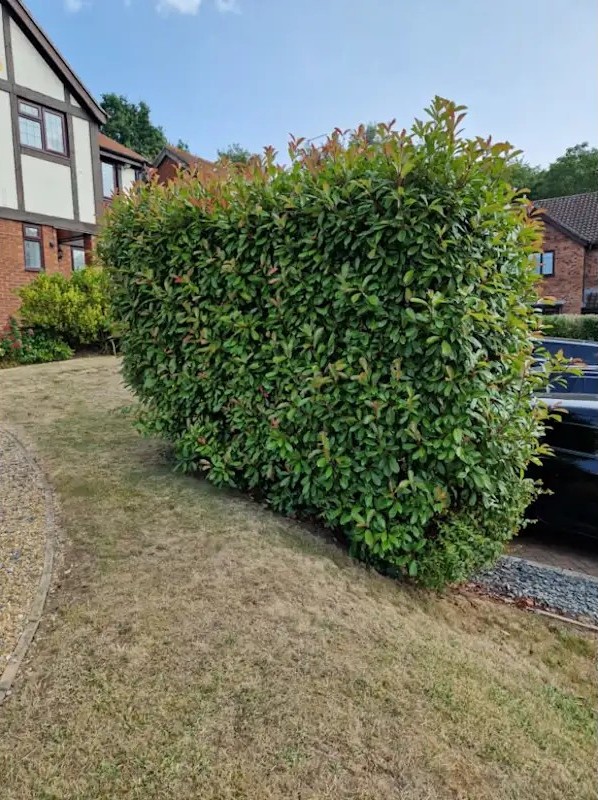 Gardening in Dunstable